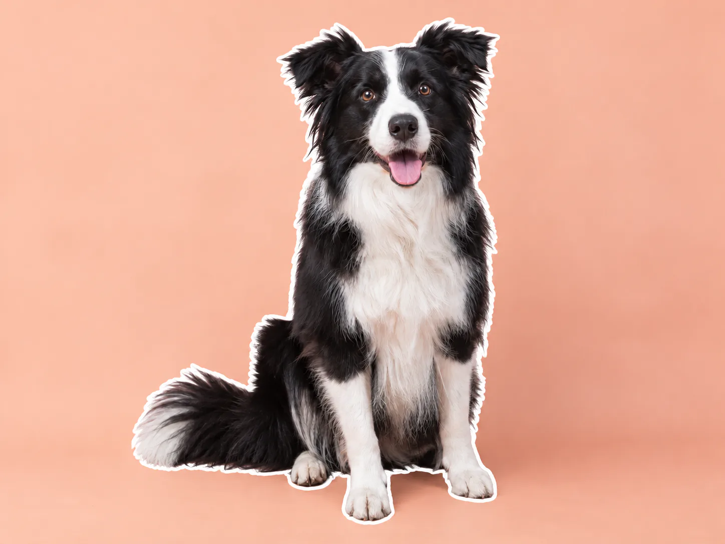 Accenti per foto di animali: Aggiungi un contorno visibile a un cane seduto.