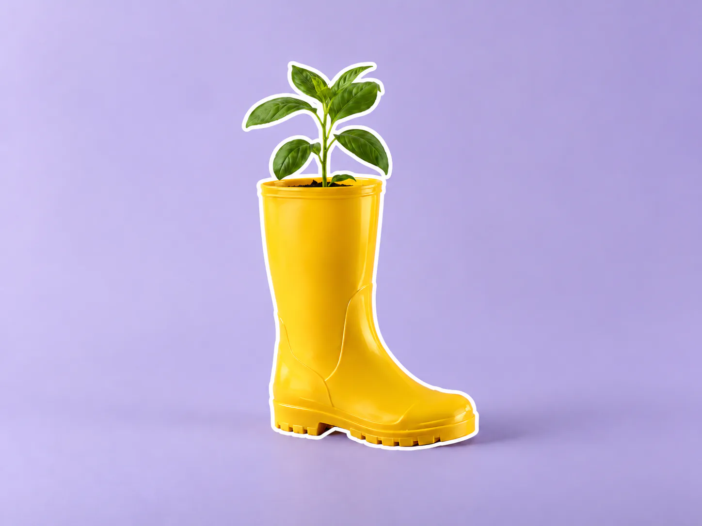Lo stesso vaso con contorno bianco e sfondo lavanda conservato